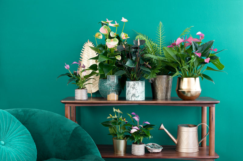 Ein besonderes, exotisch wirkendes Arrangement stellen Sie ganz leicht selbst her. Stellen Sie dafür die allerschönsten Anthurienpflanzen in unterschiedlichen Töpfen auf eine schöne Kommode oder ein Sideboard. Oder Sie entfernen die Blumenerde von den Pflanzenwurzeln und stellen die Anthurie auf einen Beistelltisch. Es gibt Hunderte Anthuriensorten und unzählige Stylingmöglichkeiten - wählen Sie einfach aus! Mit diesen lebendigen Kunstwerken verleihen Sie dem Interieur einen farbenfrohen, exotischen „Look“ und lassen den Herbst aufblühen. Zusammen wirken! Ein passendes Ensemble zum Trend „Exotic Botanique“ kreieren Sie durch das Zusammenstellen der allerschönsten Topf-Anthurien in unterschiedlichen Gefäßen auf einer schöne Kommode oder einem Sideboard. Sie haben eine große Auswahl - aus bis zu 600 Sorten! Dieses Arrangement können Sie lange Zeit genießen, denn unter allen Zimmerpflanzen ist die Anthurie die mit der längsten Blütezeit.
