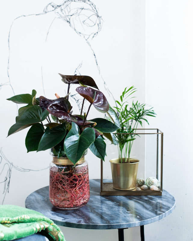 Verleihen Sie Ihrem Interieur einen farbenfrohen, exotischen „Look“ mit Pflanzen und lassen Sie den Herbst aufblühen.