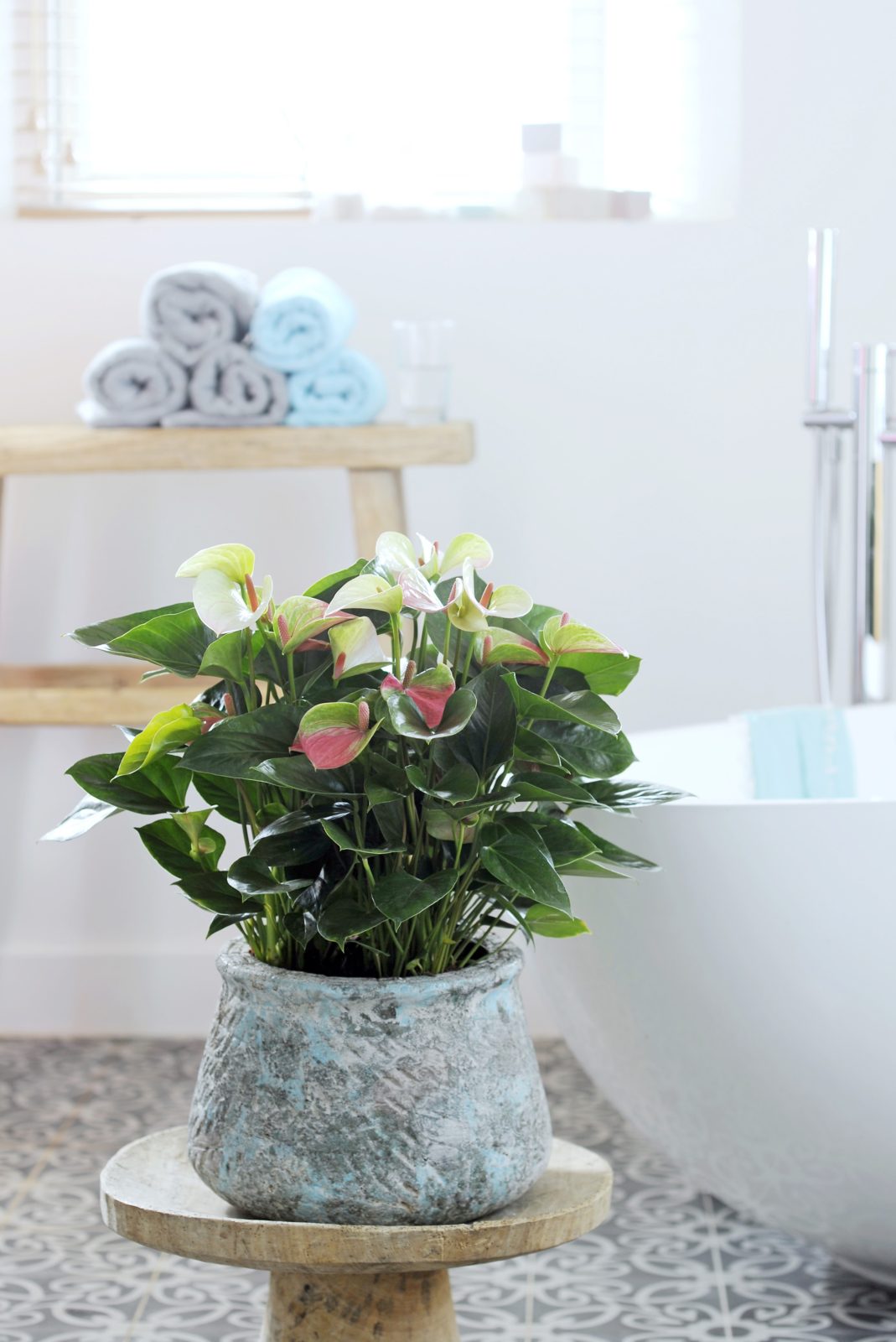 Bring spring into the house with Anthurium plants