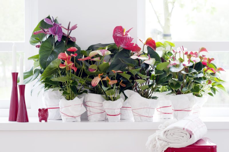 3x the Anthurium like you have never seen before