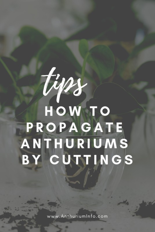 How to propagate anthuriums by cuttings_