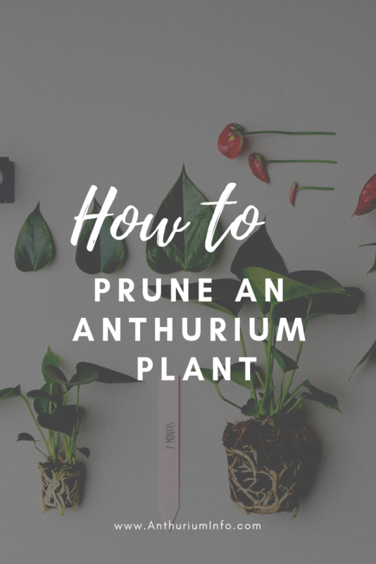 How to prune an anthurium plant