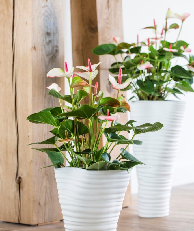 Home decorating tips: how to use anthurium plants