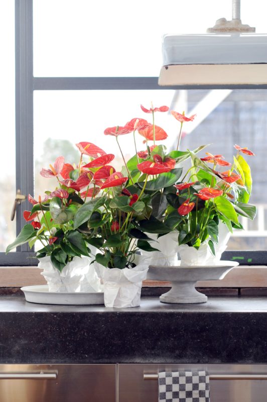Home decorating tips: how to use anthurium plants