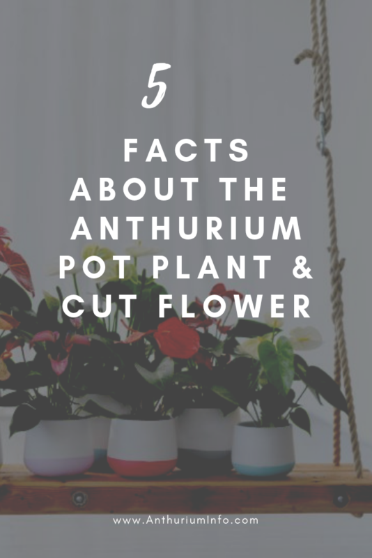 facts about the anthurium pot plant and cut flower