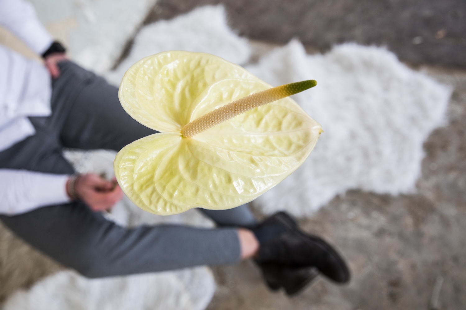 4 reasons why the anthurium makes the ultimate flower or plant for Valentine's Day