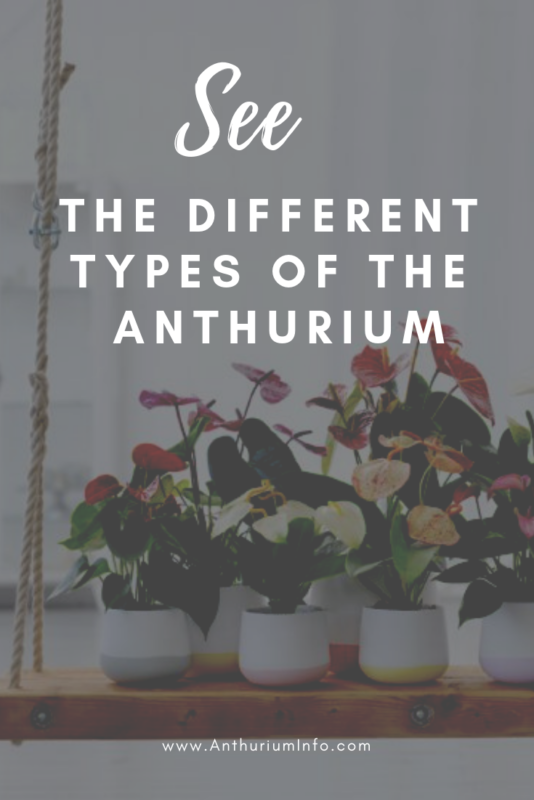 The different types of the Anthurium