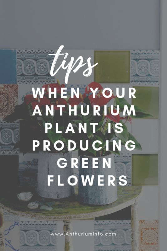 What should I do if my Anthurium plant is producing green flowers_