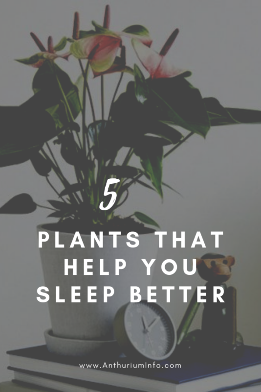 5 plants for a better night's sleep