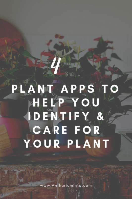 4 plant apps to help you identify and care for a plant
