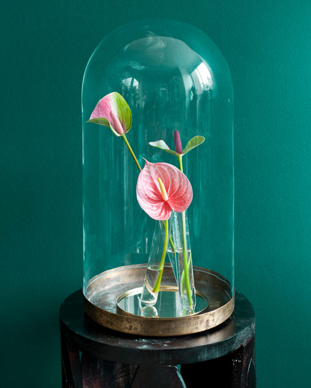 These little works of art from the world of nature will give any room a colourful exotic look