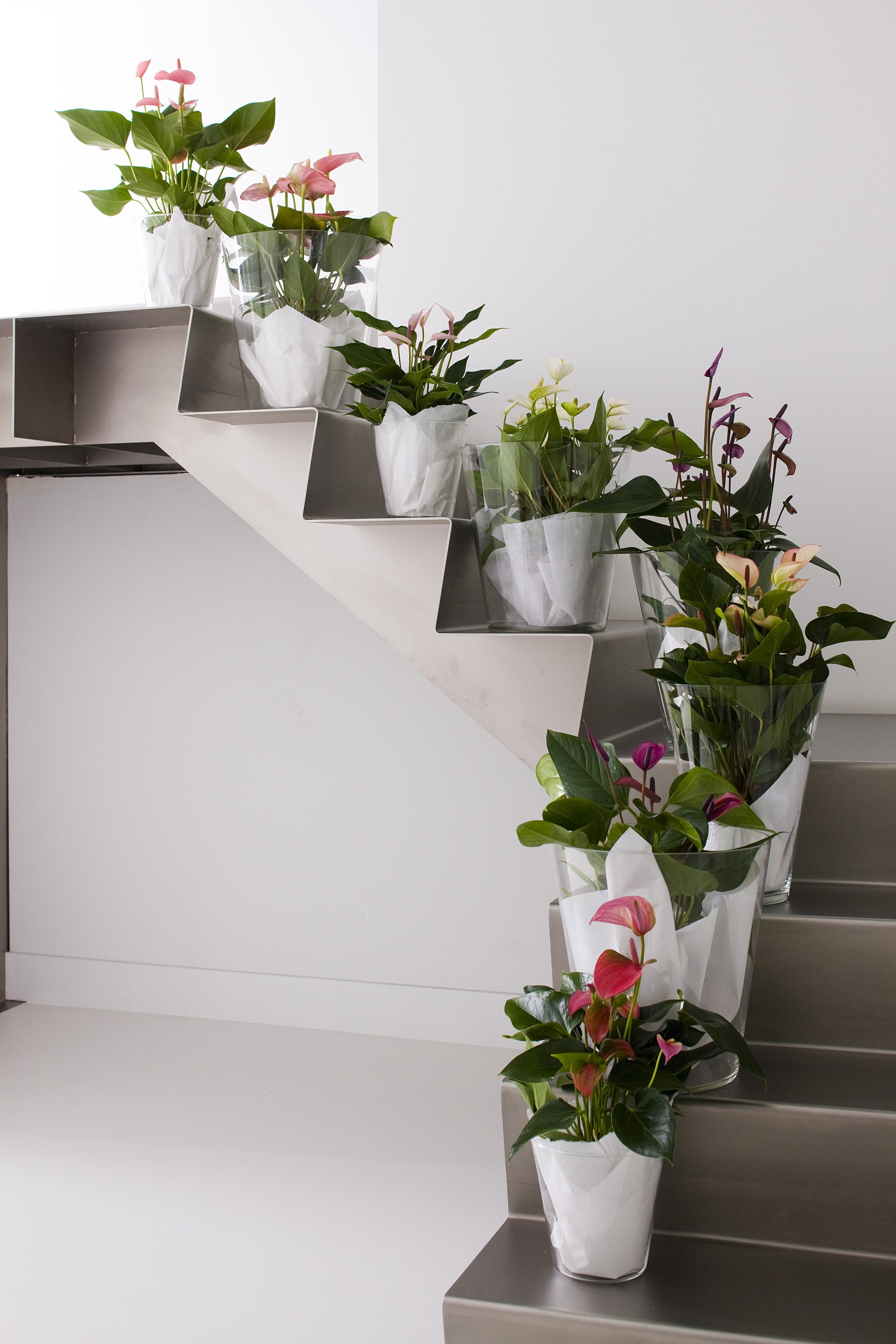 Decorate your stairwell with Anthuriums