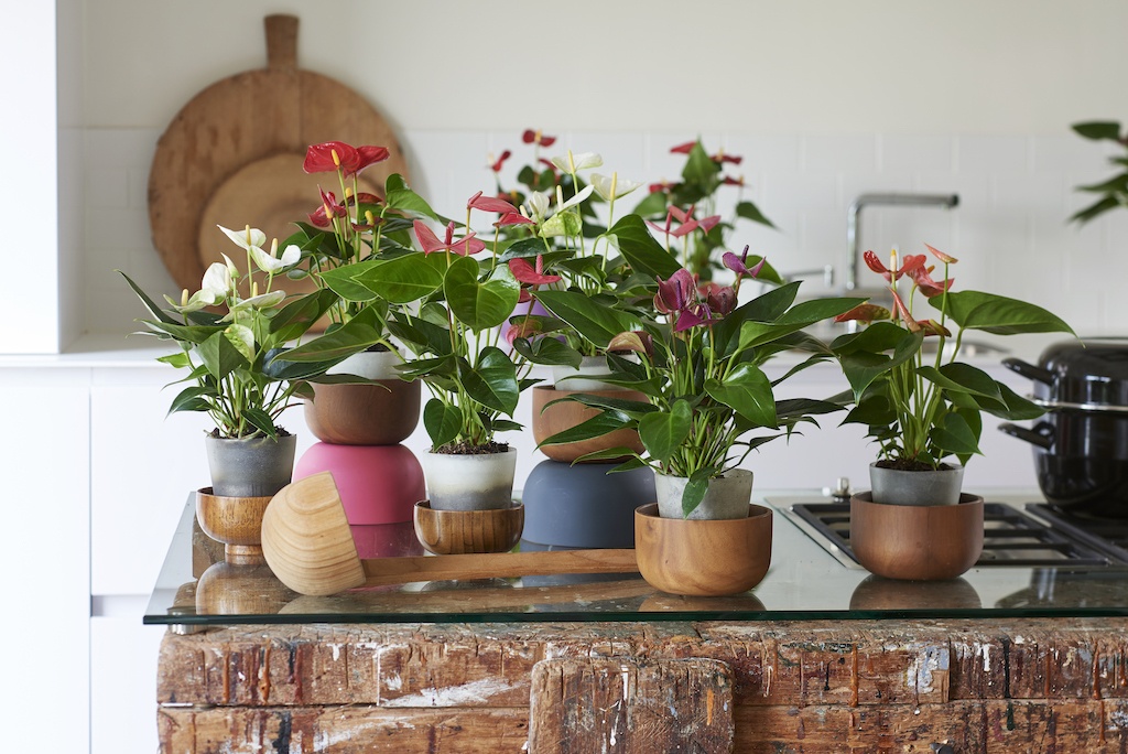 Anthuriums add colour to any kitchen