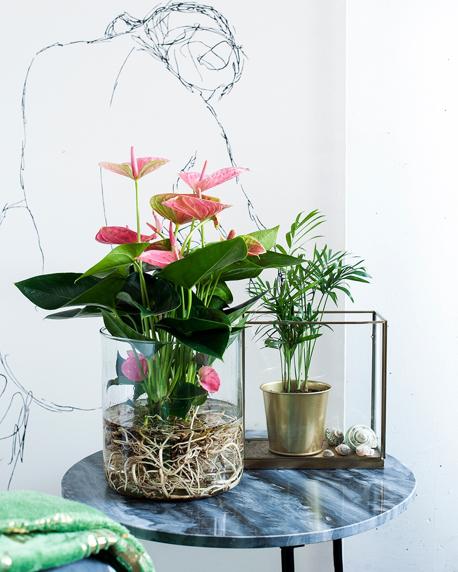 An Anthurium houseplant in water: a DIY project
