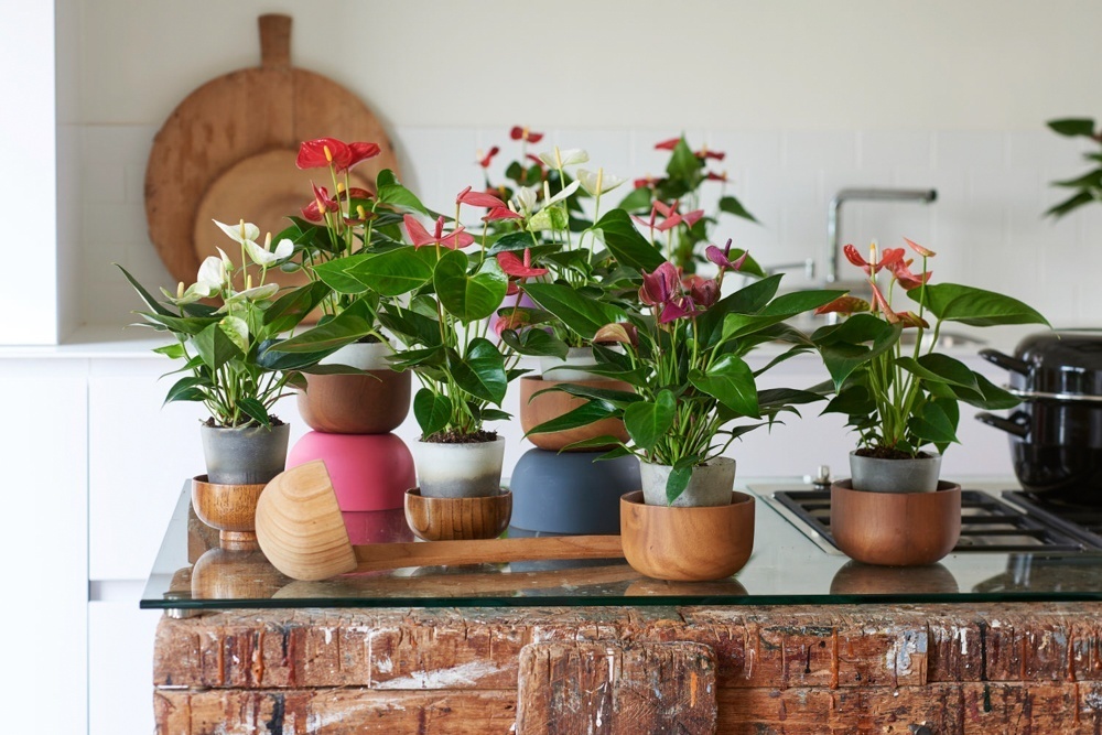 How to create a vacation vibe at home with plants