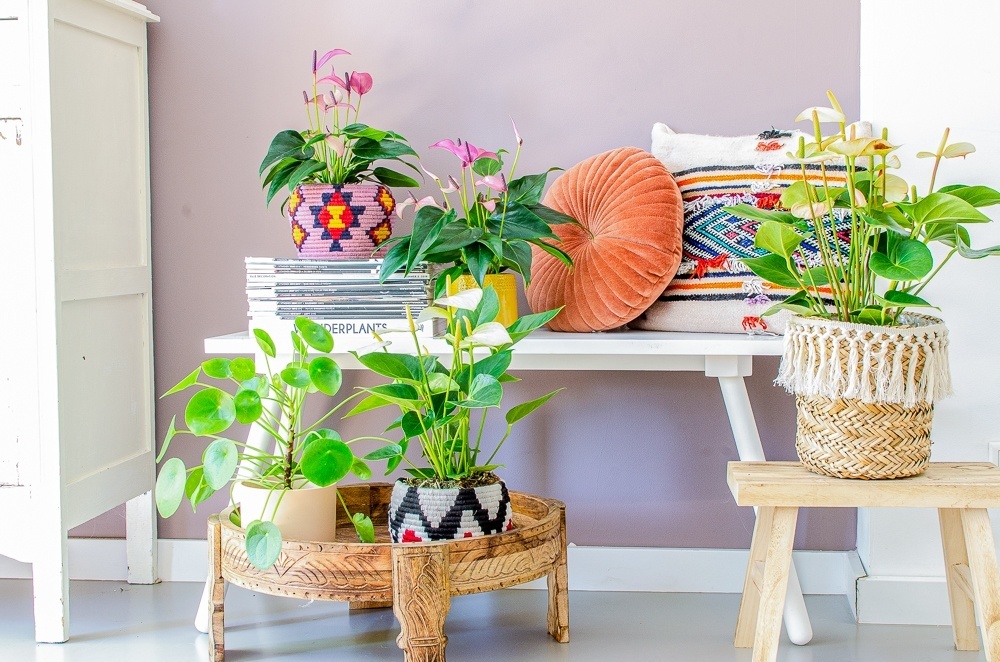 How to create a vacation vibe at home with plants