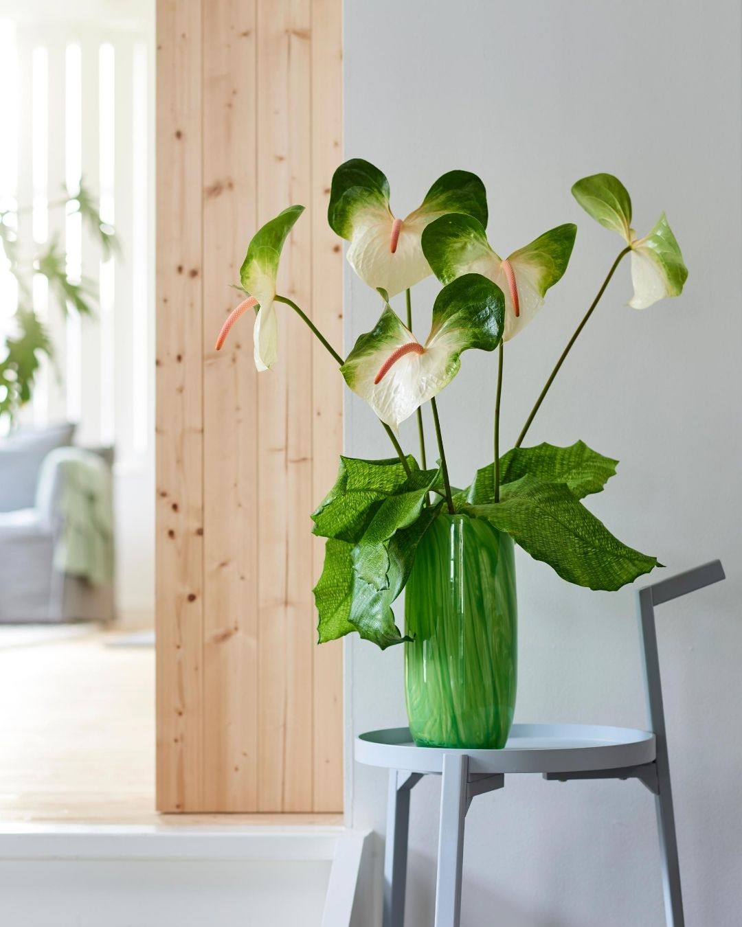 Here are the newest Anthurium plants and flowers