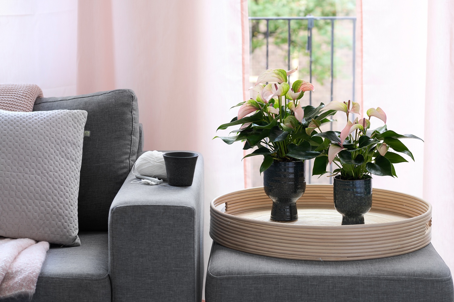 How to move houseplants to your new home