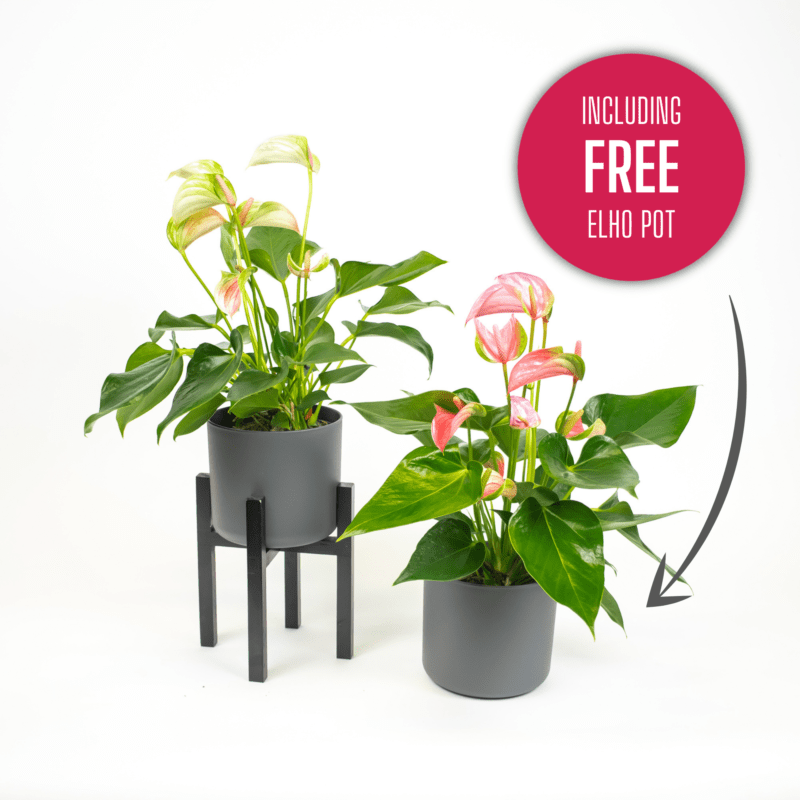 Buy an Anthurium or Bromeliad and receive a free Elho pot