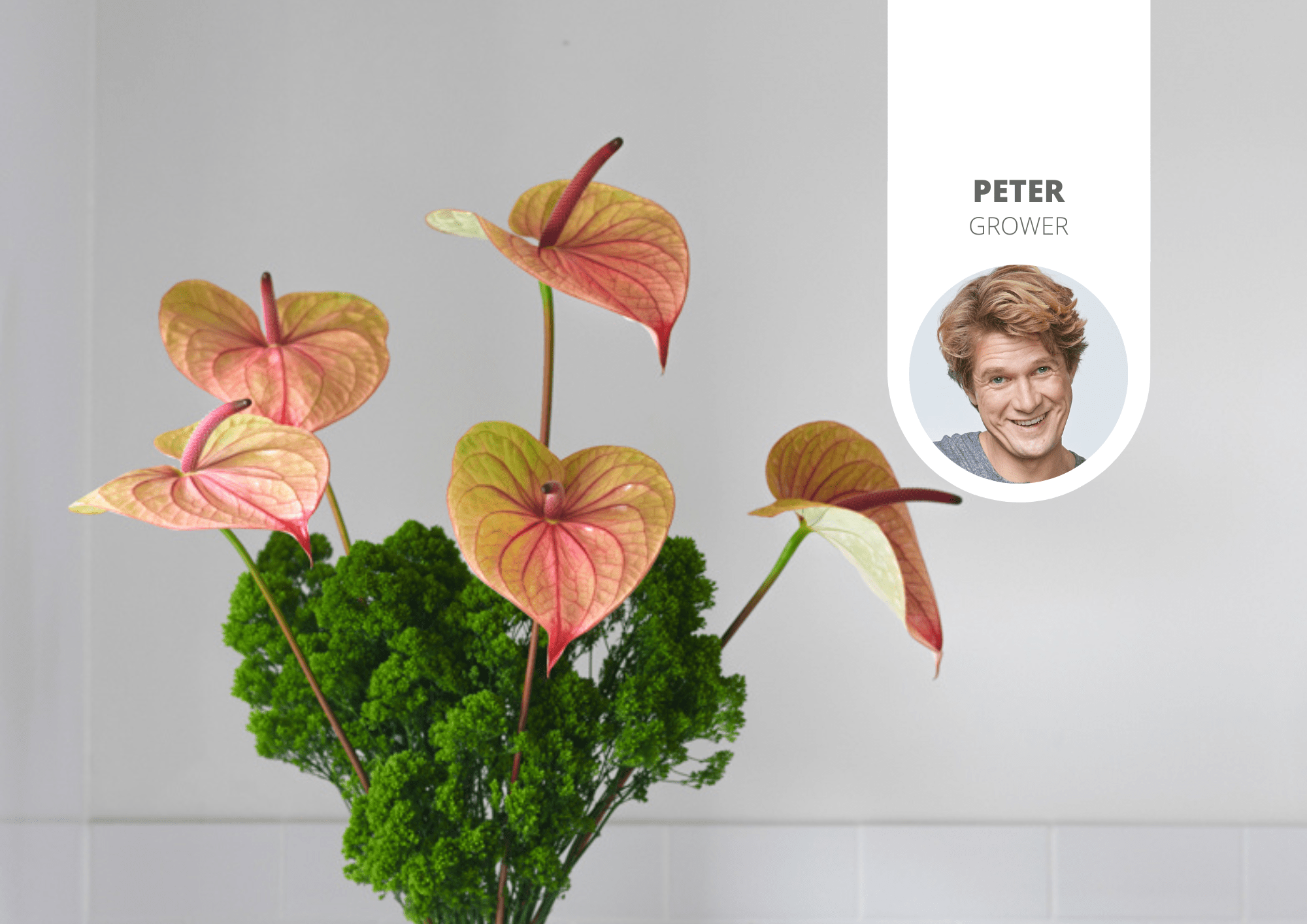 Everything you need to know about the Anthurium with veined flowers