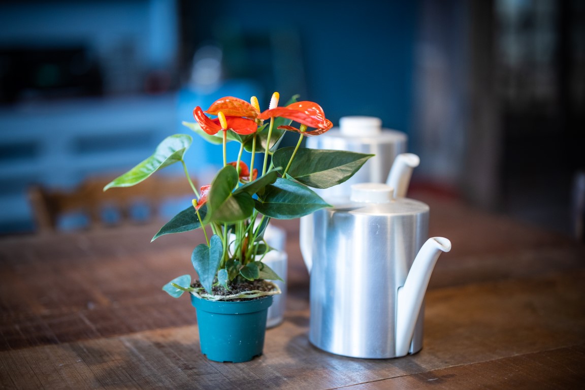 houseplants thriving during the winter