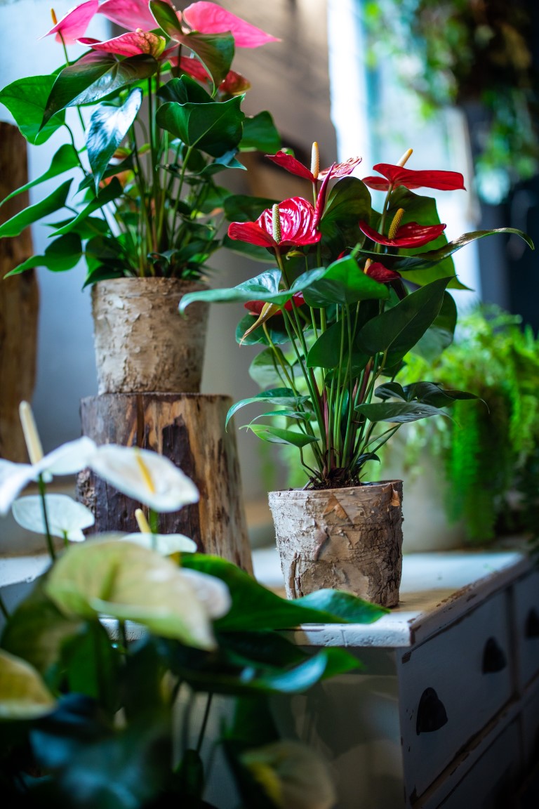 houseplants thriving during the winter