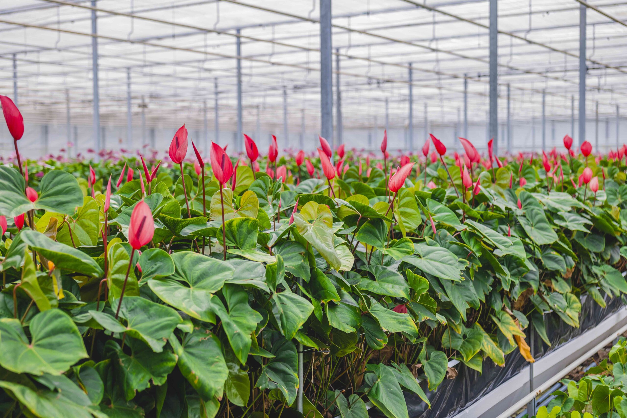 Exploring Anthuriums