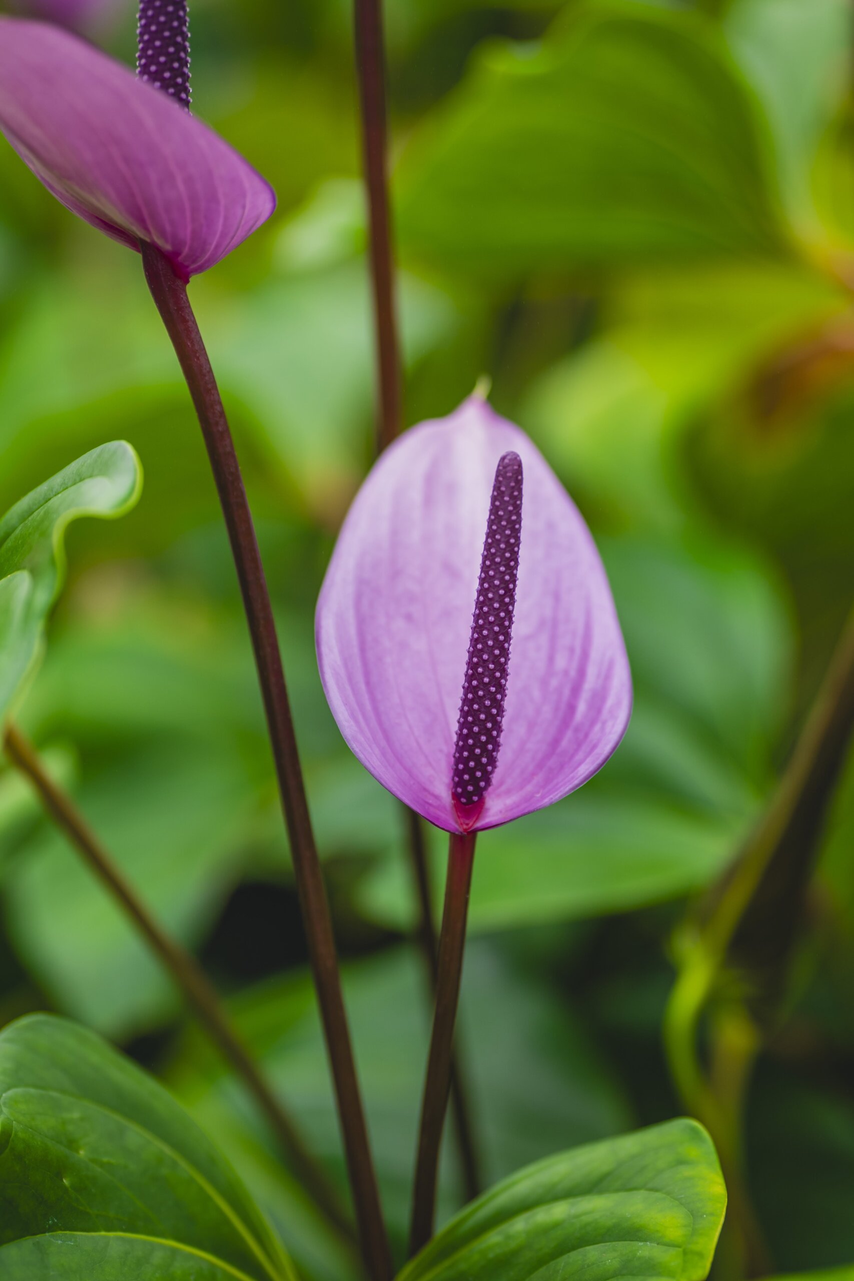 Exploring Anthuriums