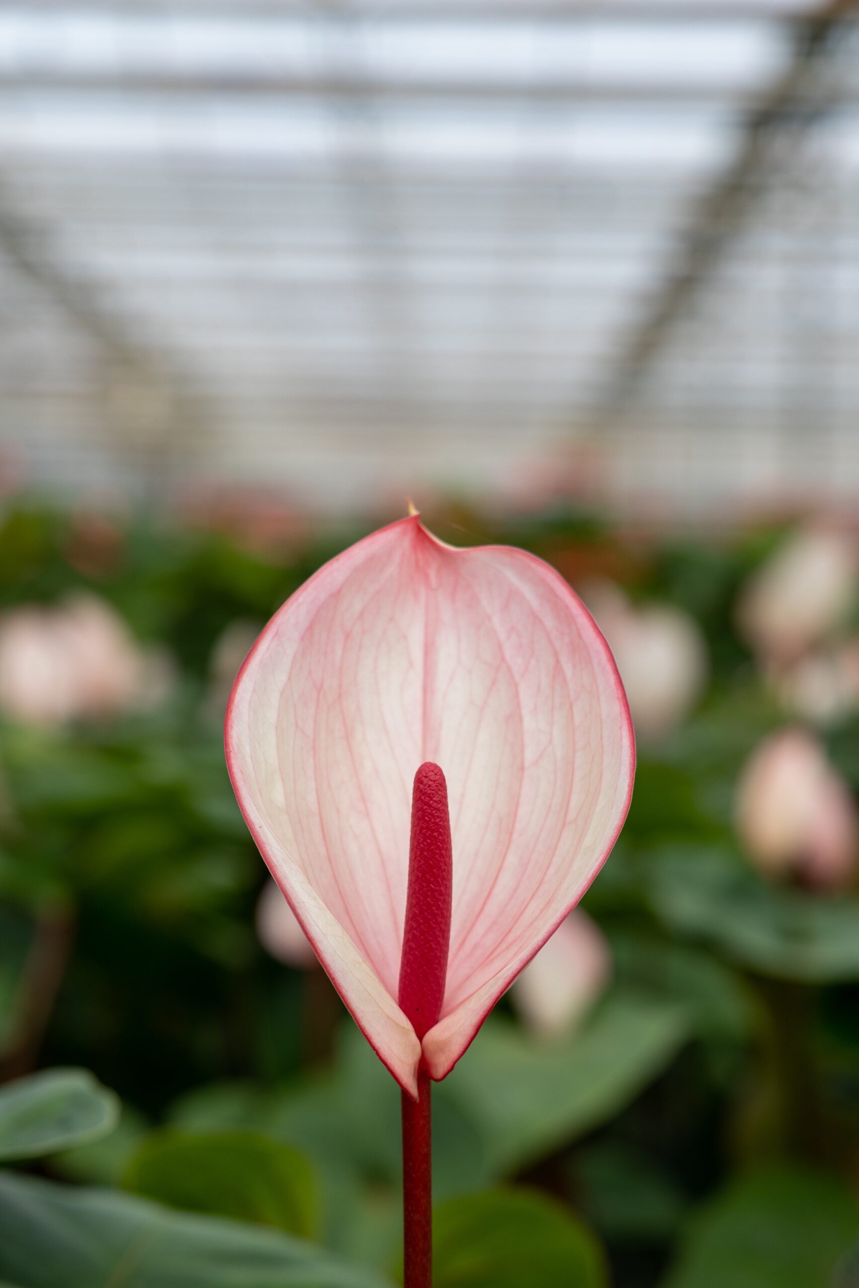 The Journey of the Anthurium