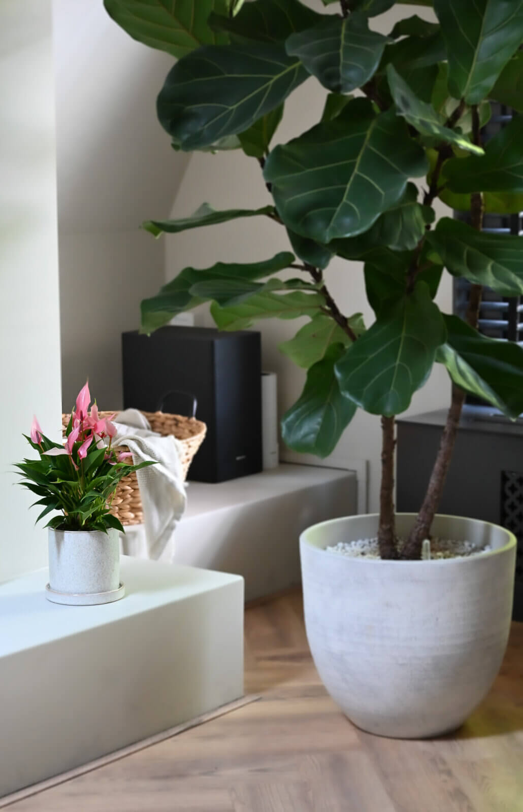 green anthurium flowers