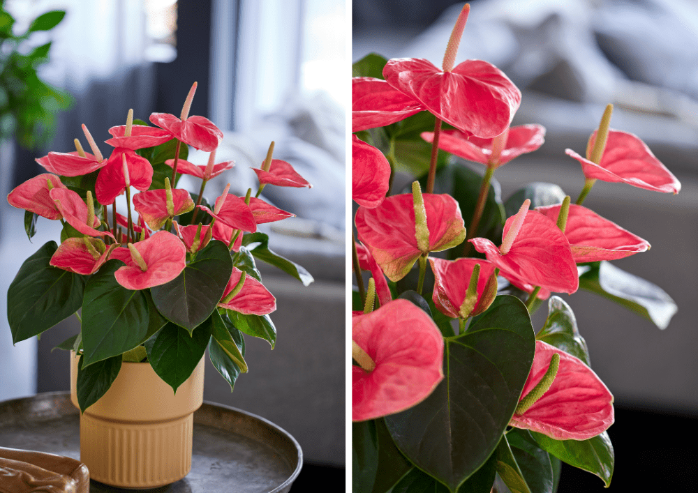 Anthurium plants in summer