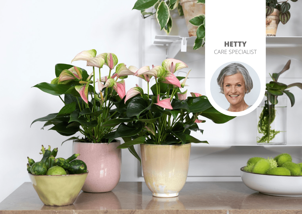 buy philodendron cordatum on a pole Philodendron cordatum Heartleaf in a 2" Nursery Pot- Live House Plant-  Air Purifying Indoor Plant - Trailing Plant