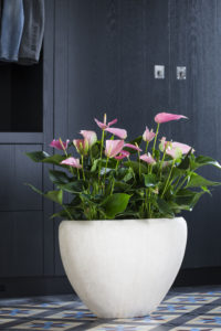 Conseil - comment décorer avec des plantes d'anthurium?