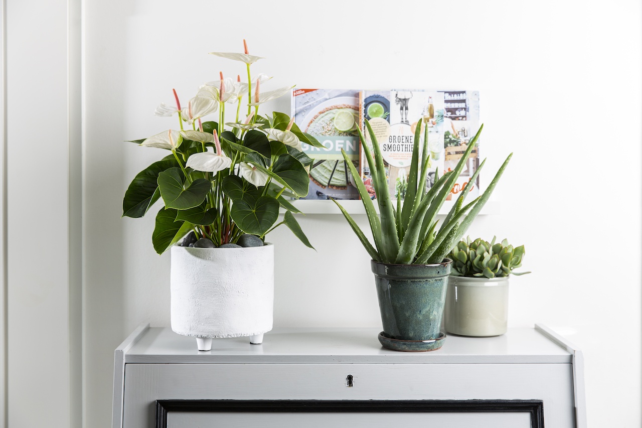 Pourquoi le pot intérieur en plastique d’une plante d'appartement est si important 