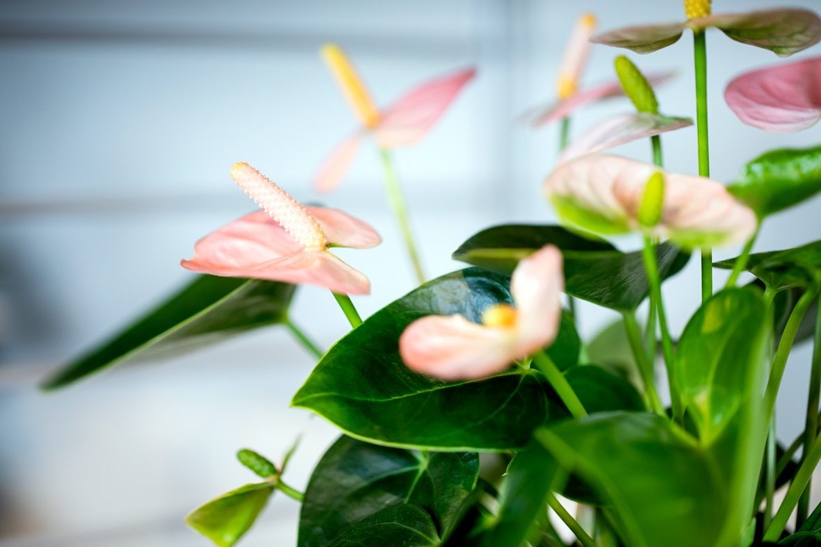 L’anthurium: plante idéale pour le lieu de travail