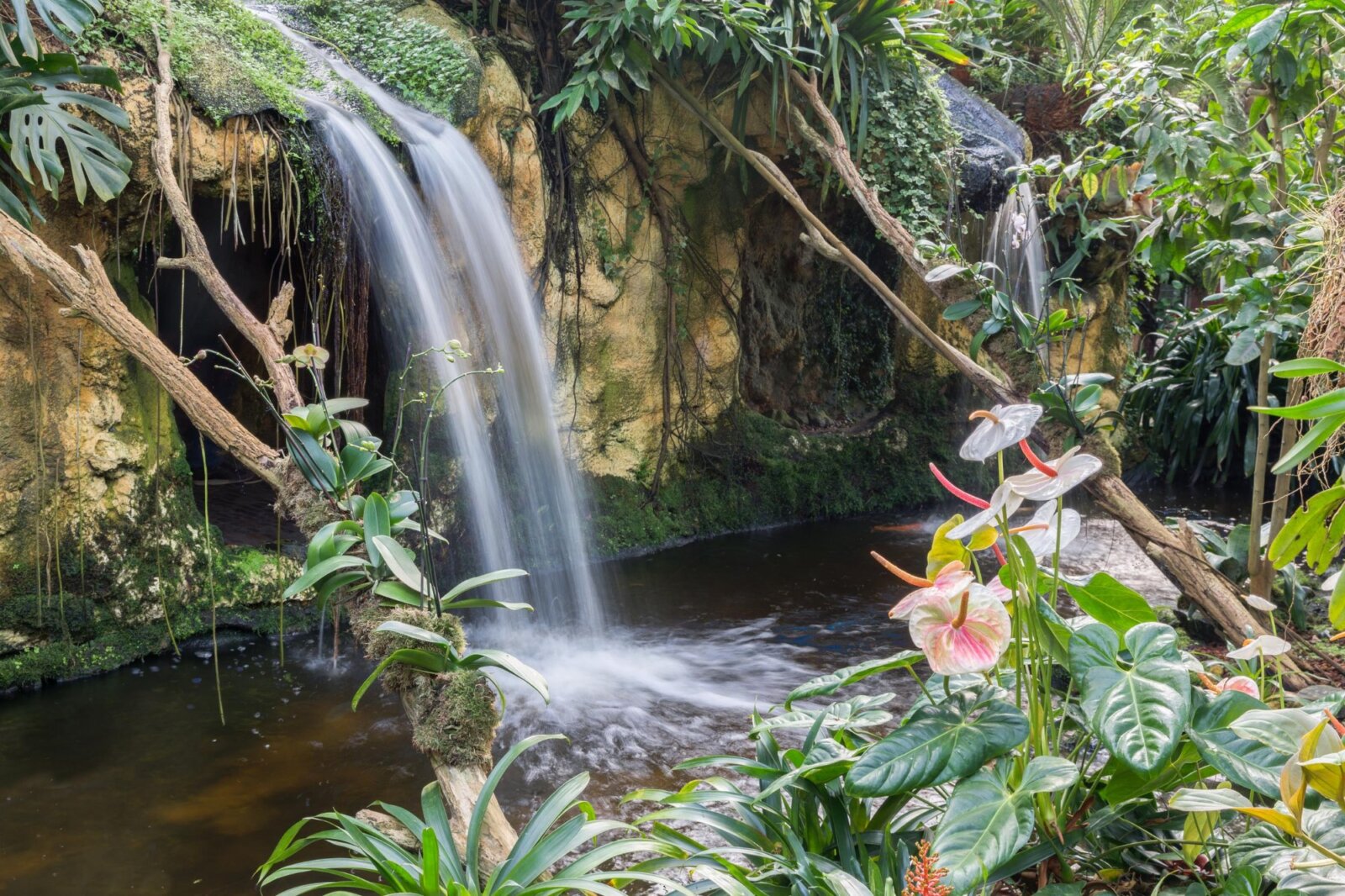 jungle