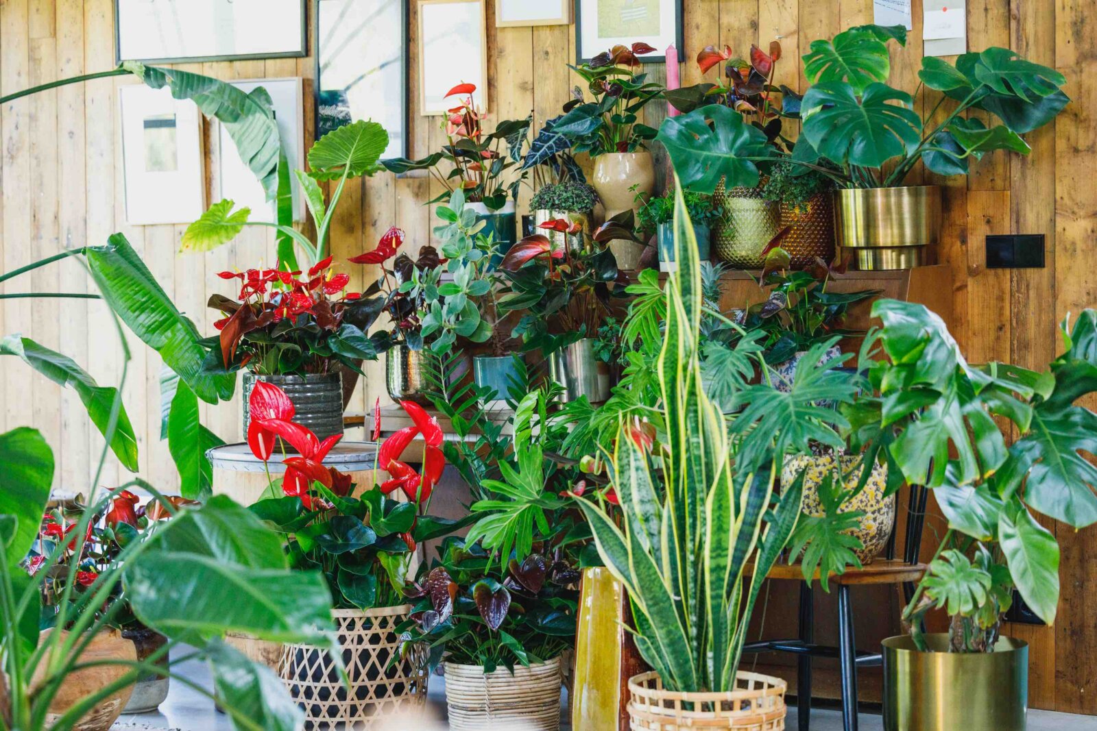 oasis tropicale