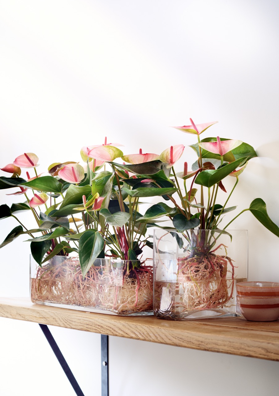 La magie d’un anthurium placé dans l’eau
