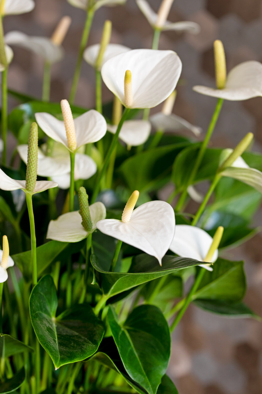 engrais à un anthurium
