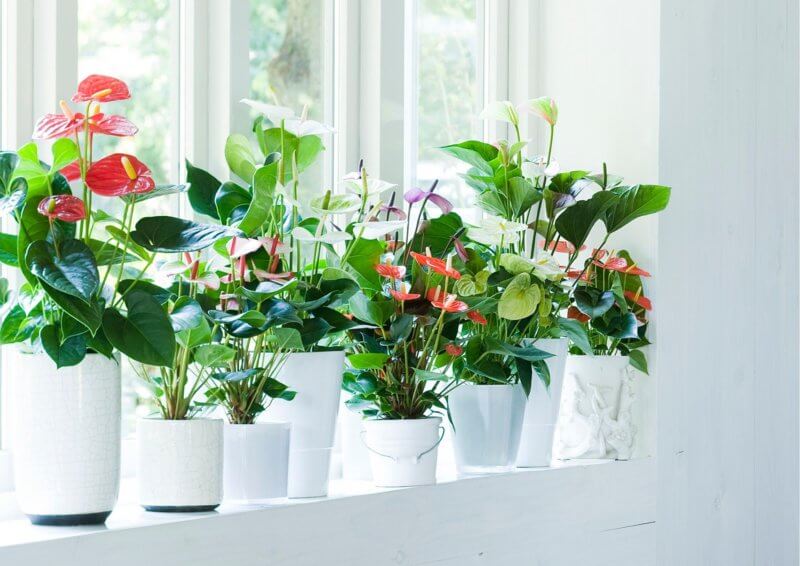 Erhöhen Sie die Luftfeuchtigkeit für sich und für Ihre Pflanzen
