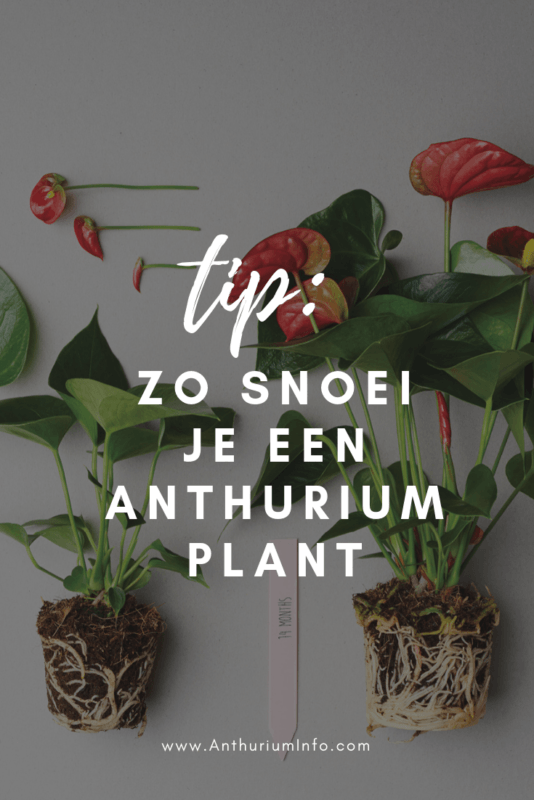 Hoe snoei je een Anthurium plant_