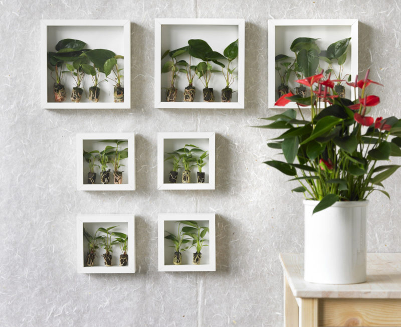 Styling tip hoe decoreer je met anthurium potplanten