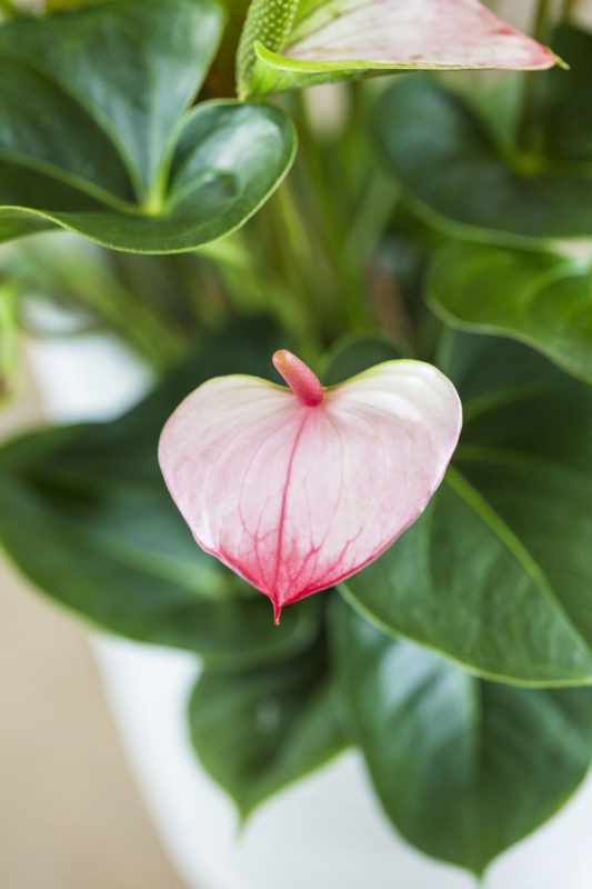 4 Gründe, warum die Anthurie die ultimative Valentinsblume und -pflanze ist