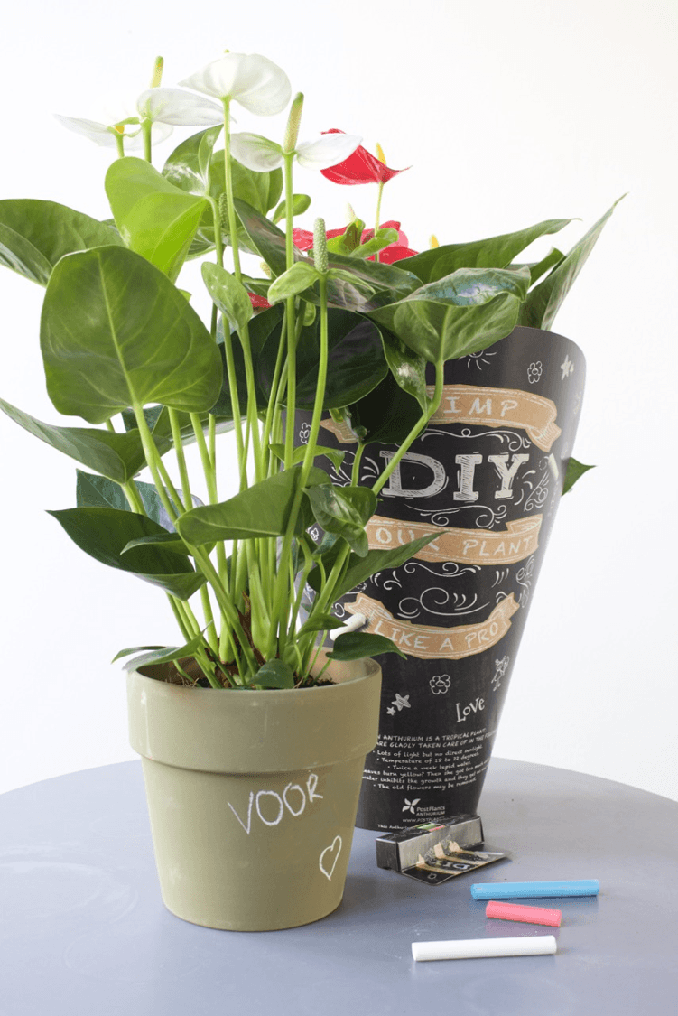 4 DIY ideas for Mother's Day that use anthurium flowers and plants