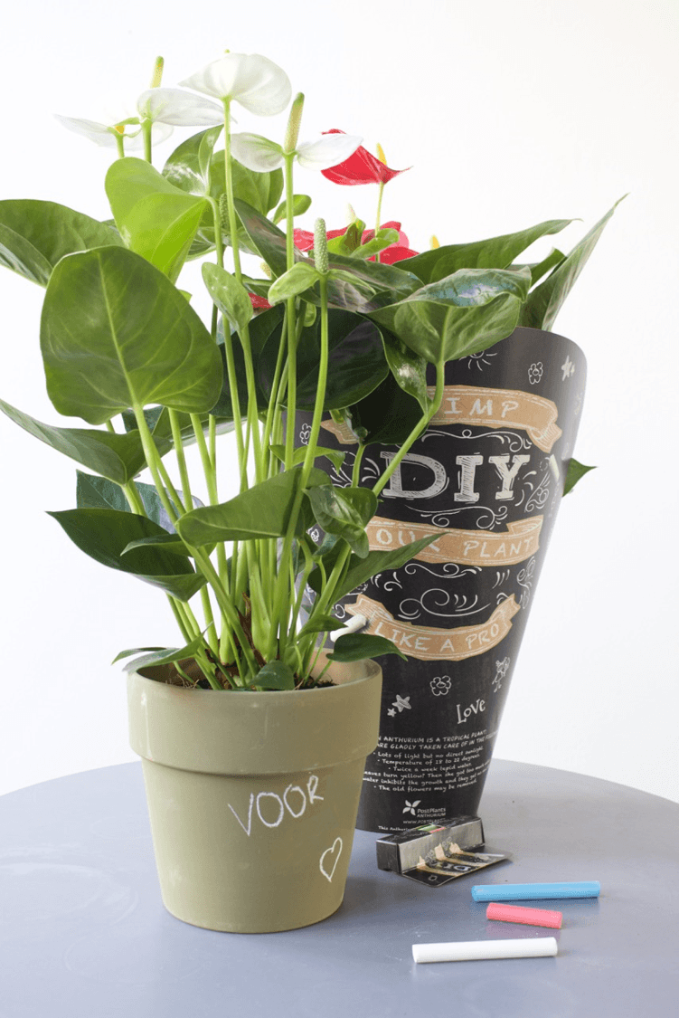 4 Do it Yourself (DIY)-Ideen mit Anthurien zum Muttertag