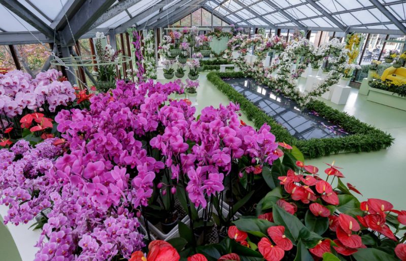 Romanticism in Keukenhof: the world's largest spring-flowering park