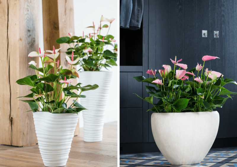Lente-update voor jouw interieur