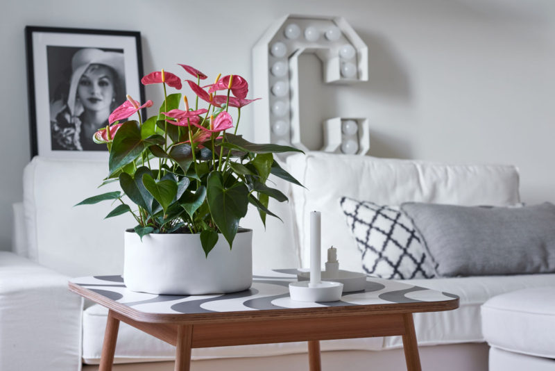 Here are the 10 newest anthuriums for use as pot plants and cut flowers