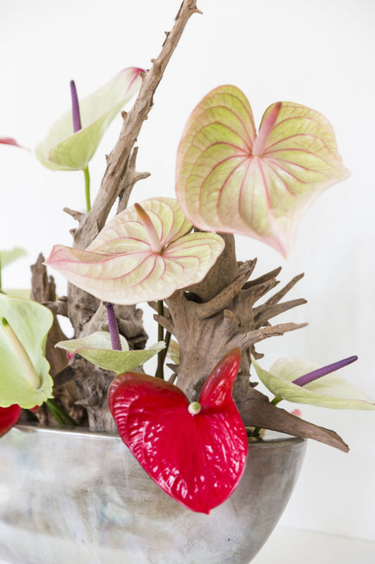Anthurium generfde bloemen