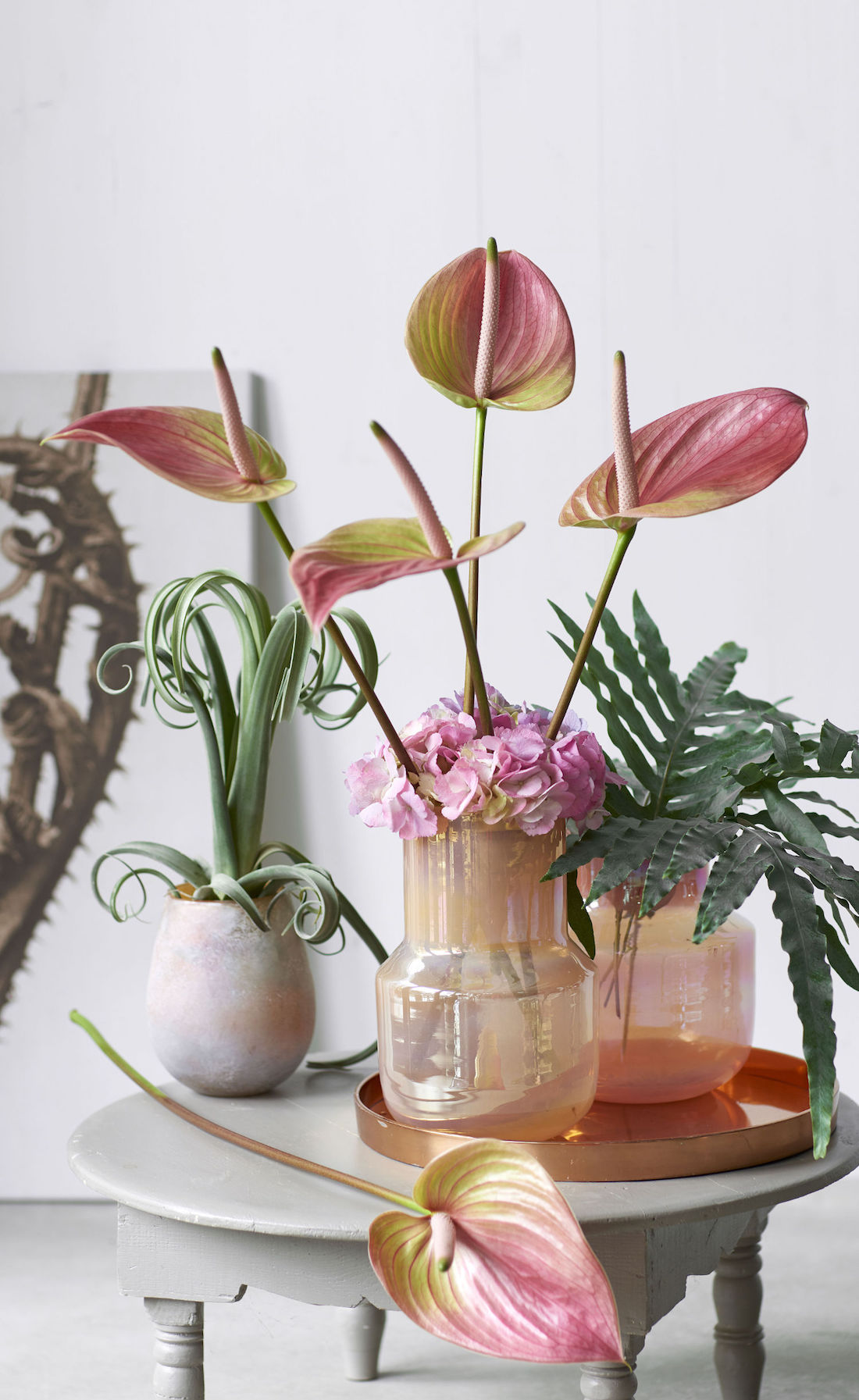 Alles über die tulpenförmige Anthurien-Blüte